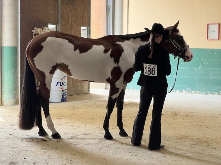 Paint Horse Jument 8 Ans 160 cm Overo-toutes couleurs in Litzendorf