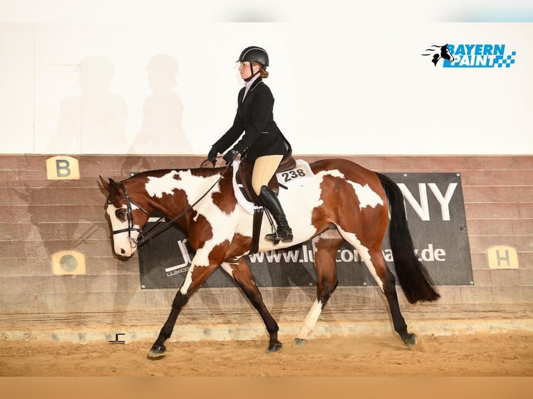 Paint Horse Jument 8 Ans 160 cm Overo-toutes couleurs in Litzendorf