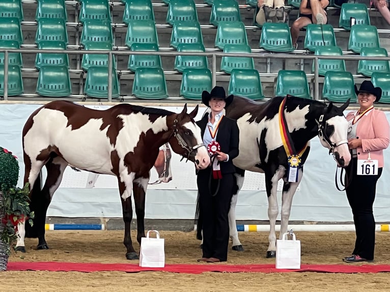 Paint Horse Jument 8 Ans 160 cm Overo-toutes couleurs in Litzendorf