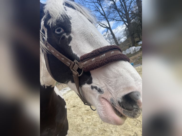 Paint Horse Croisé Jument 8 Ans 160 cm Pinto in KierspeKierspe