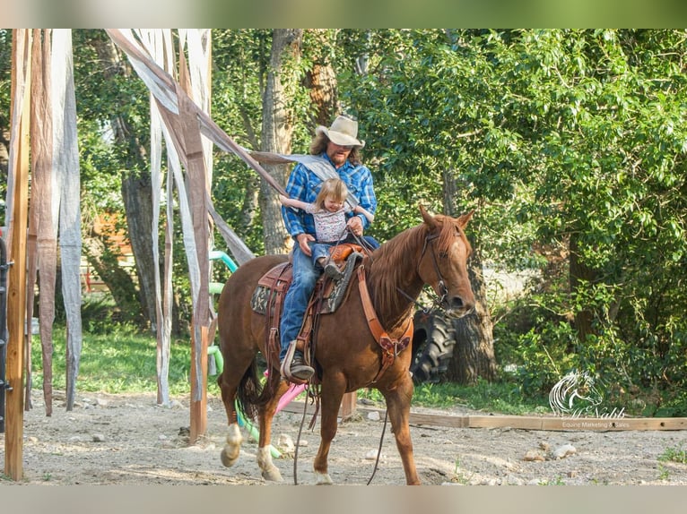Paint Horse Jument 9 Ans 145 cm Alezan cuivré in Cody, WY