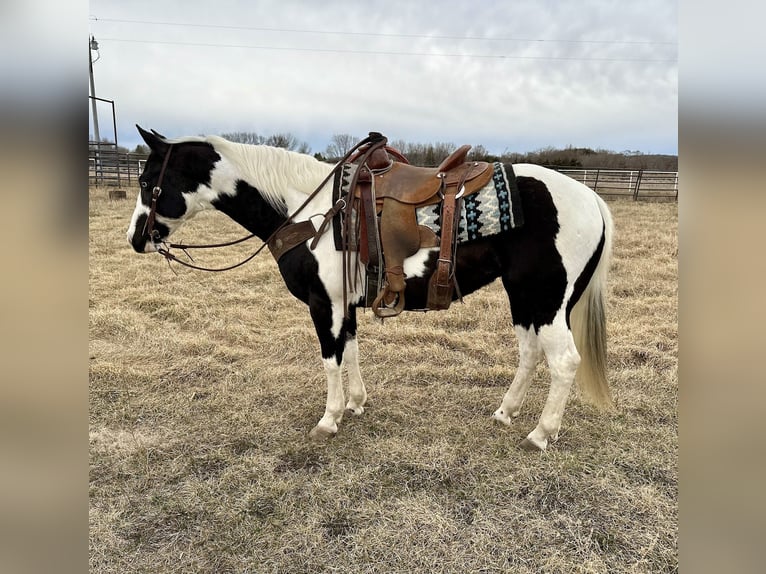 Paint Horse Jument 9 Ans 145 cm Pinto in Cannon Falls
