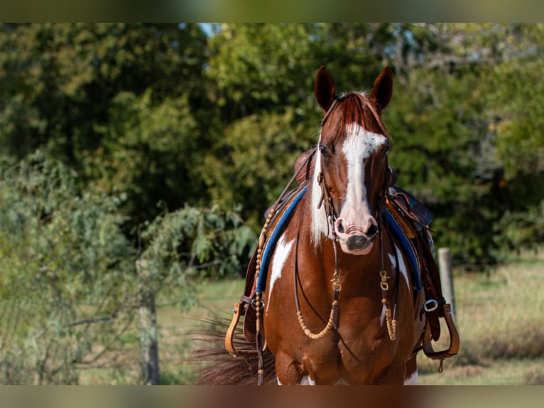 Paint Horse Jument 9 Ans 147 cm in Argyle, TX