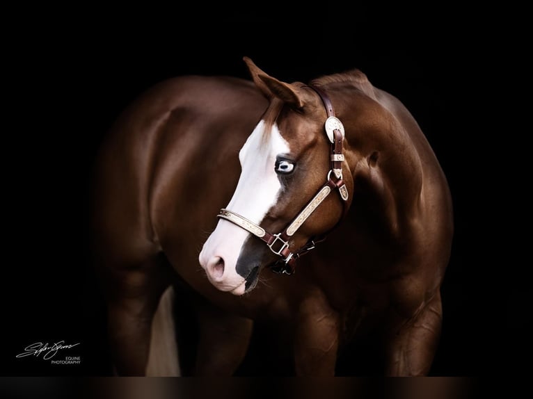 Paint Horse Jument 9 Ans 149 cm Alezan in Büttelborn