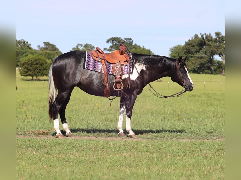 Paint Horse Jument 9 Ans 150 cm in Grand Saline, TX