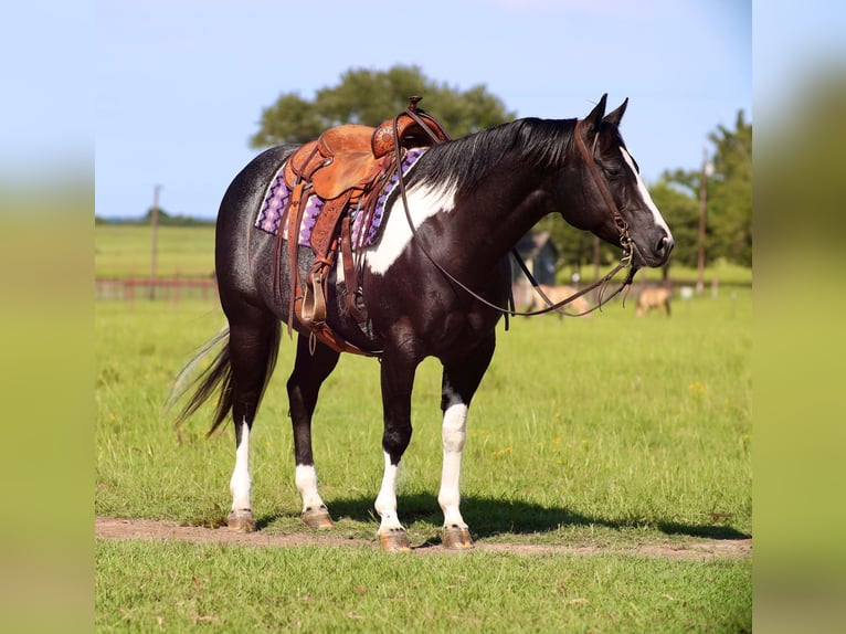 Paint Horse Jument 9 Ans 150 cm in Grand Saline, TX