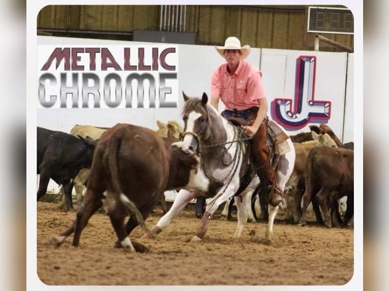 Paint Horse Jument 9 Ans 150 cm in Grand Saline, TX