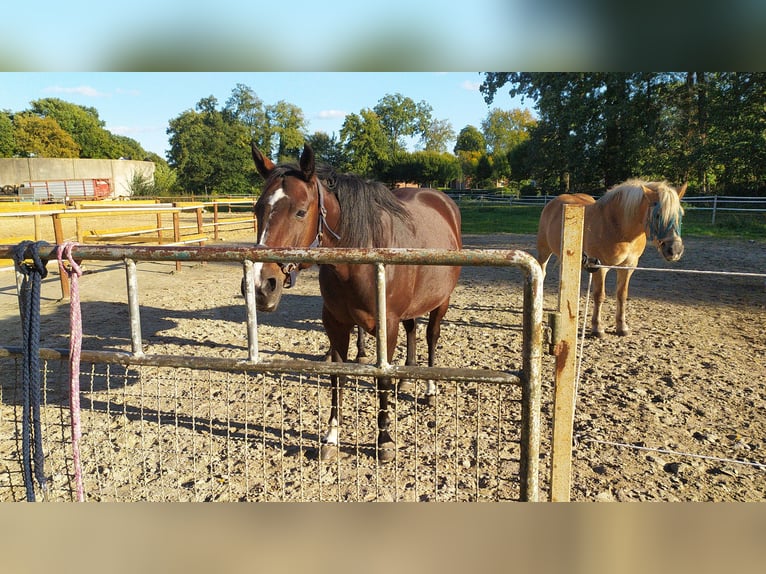 Paint Horse Croisé Jument 9 Ans 154 cm Bai brun in Stuhr