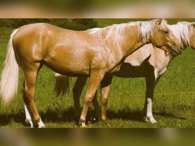 Paint Horse Jument 9 Ans 155 cm Palomino in Mespelbrunn