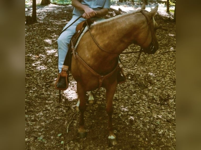 Paint Horse Jument 9 Ans 155 cm Palomino in Mespelbrunn