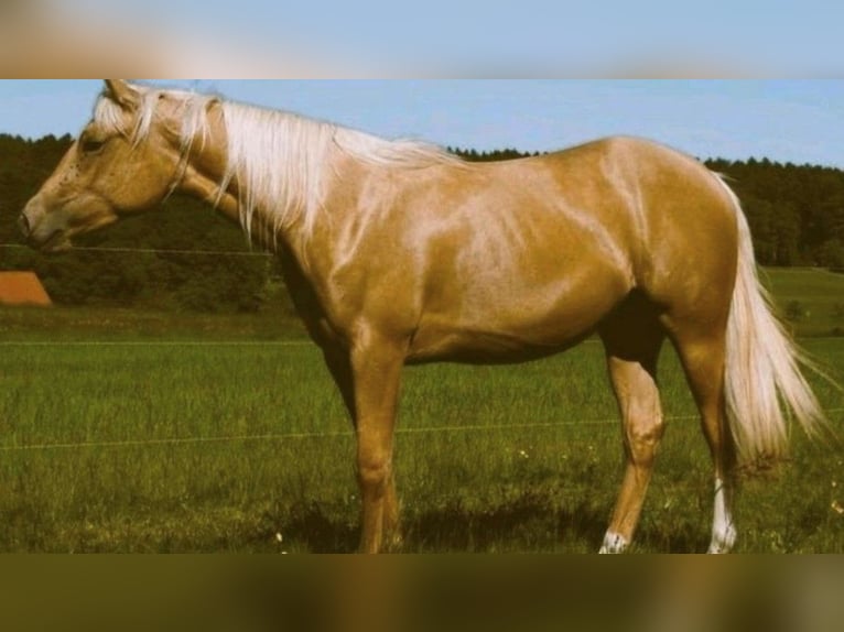 Paint Horse Jument 9 Ans 155 cm Palomino in Mespelbrunn