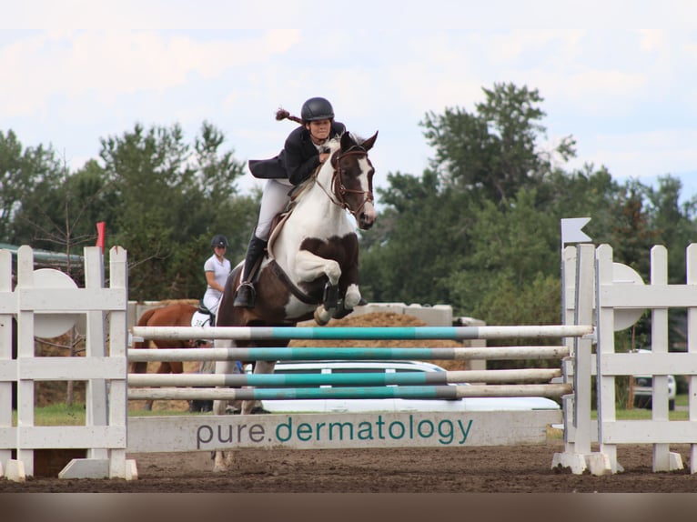 Paint Horse Jument 9 Ans 157 cm Pinto in Darby