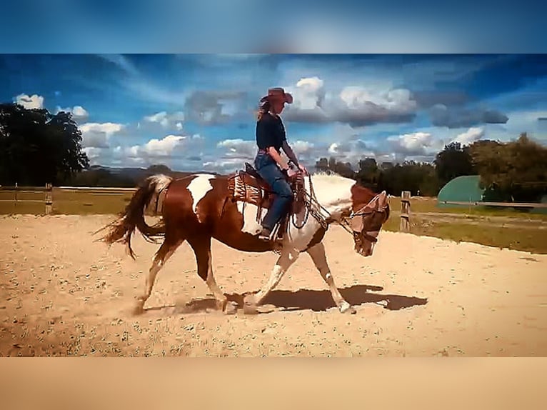 Paint Horse Croisé Jument 9 Ans 158 cm Pinto in Staffling