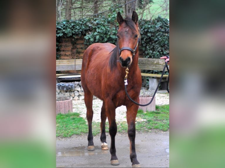 Paint Horse Jument 9 Ans 160 cm in Mössingen