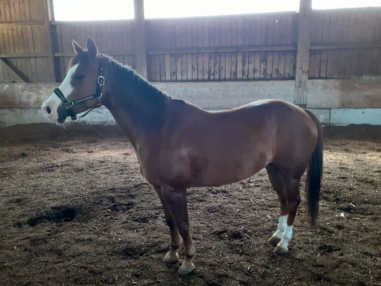 Paint Horse Jument 9 Ans 160 cm in Mössingen