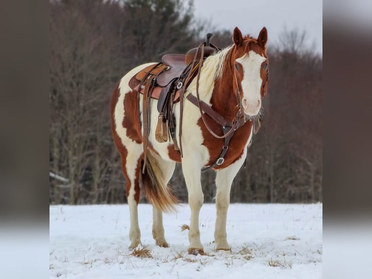 Paint Horse Jument 9 Ans in Cook Forest, PA