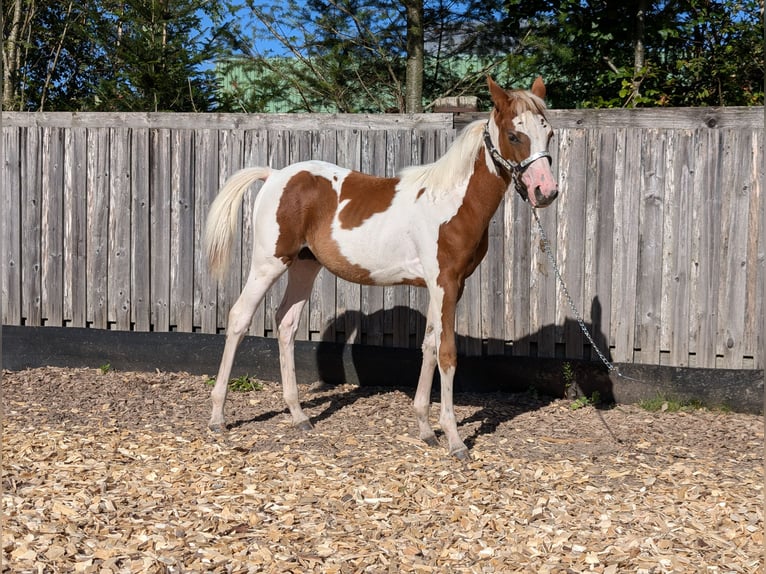 Paint Horse Jument  130 cm in Neuhaus am Rennweg