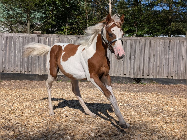 Paint Horse Jument  130 cm in Neuhaus am Rennweg