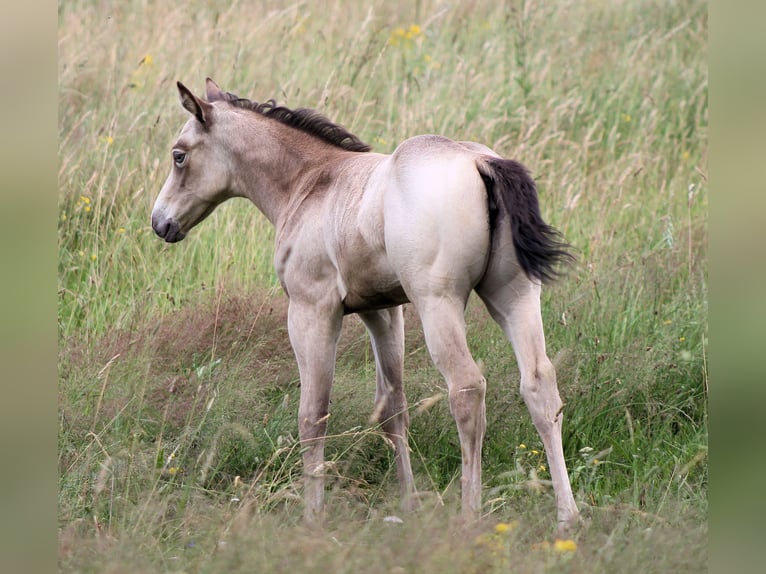 Paint Horse Jument Poulain (05/2024) 150 cm Champagne in Bautzen