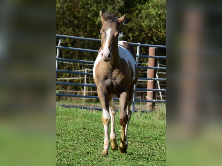 Paint Horse Jument Poulain (05/2024) 150 cm Champagne in Buchbach