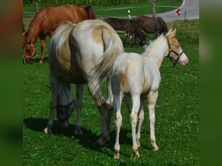 Paint Horse Jument Poulain (06/2024) 150 cm Champagne in Buchbach