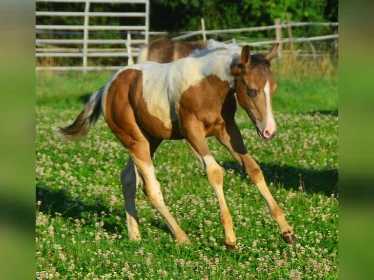 Paint Horse Jument Poulain (05/2024) 150 cm Champagne in Buchbach