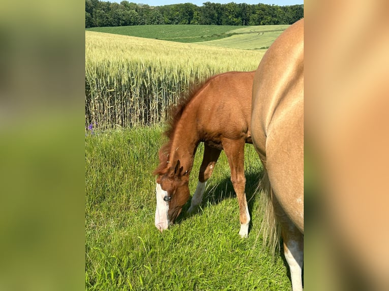 Paint Horse Jument Poulain (03/2024) 150 cm Overo-toutes couleurs in Steinebrunn