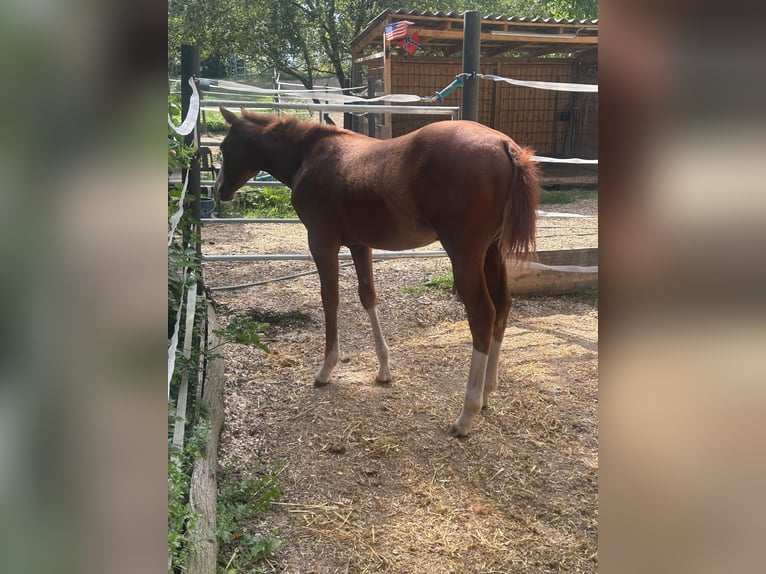 Paint Horse Jument Poulain (03/2024) 150 cm Overo-toutes couleurs in Steinebrunn