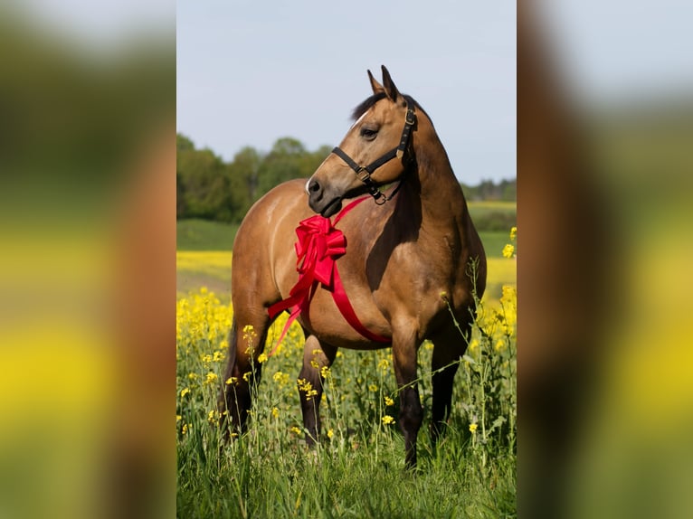 Paint Horse Jument Poulain (05/2024) 150 cm Tobiano-toutes couleurs in Walkenried