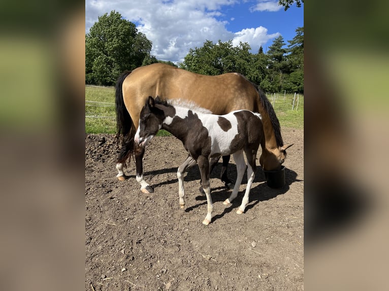 Paint Horse Jument Poulain (05/2024) 150 cm Tobiano-toutes couleurs in Walkenried