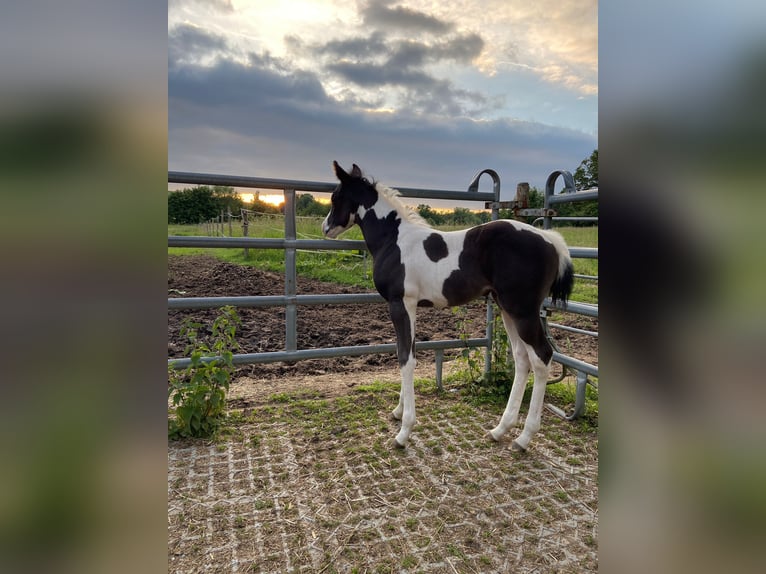 Paint Horse Jument Poulain (05/2024) 150 cm Tobiano-toutes couleurs in Walkenried