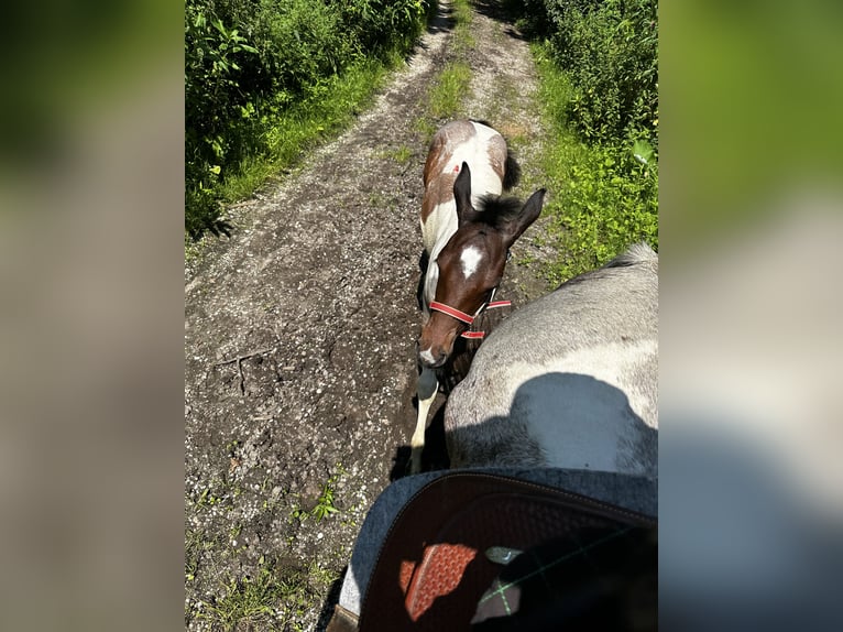 Paint Horse Jument Poulain (05/2024) 150 cm Tobiano-toutes couleurs in Freising