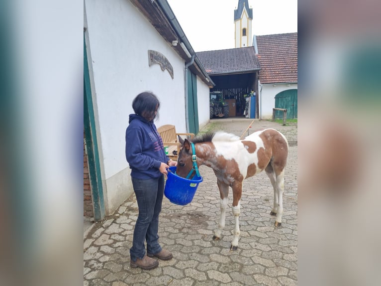 Paint Horse Jument Poulain (05/2024) 150 cm Tobiano-toutes couleurs in Freising