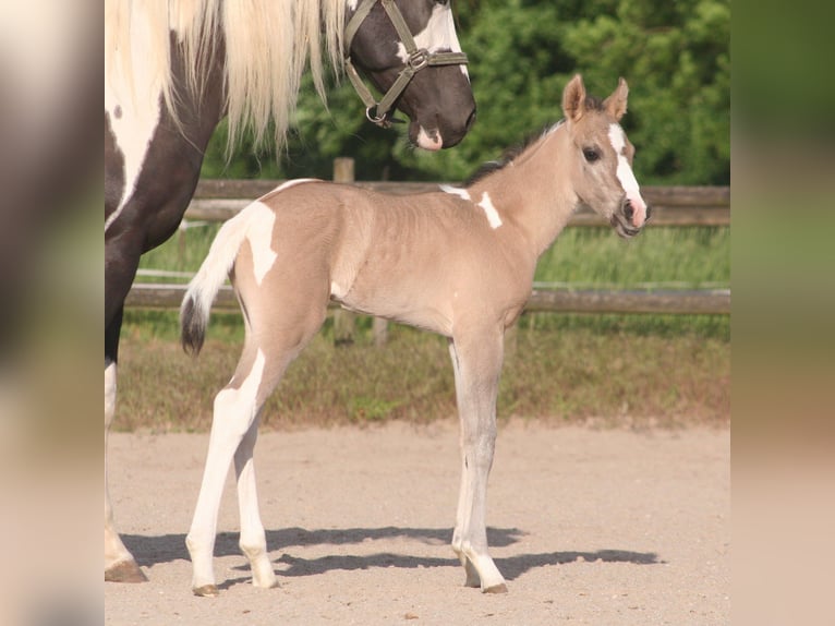Paint Horse Jument  152 cm Grullo in Düsseldorf