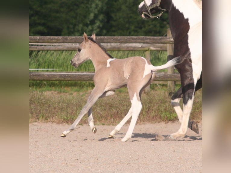 Paint Horse Jument  152 cm Grullo in Düsseldorf