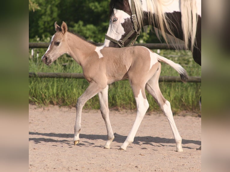 Paint Horse Jument  152 cm Grullo in Düsseldorf