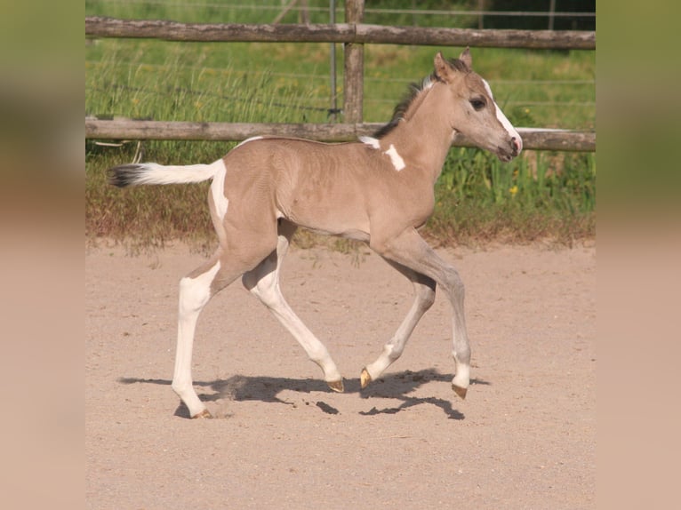 Paint Horse Jument  152 cm Grullo in Düsseldorf