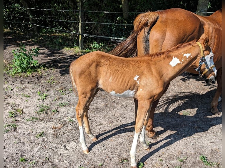 Paint Horse Jument Poulain (06/2024) 152 cm Overo-toutes couleurs in Friesoythe