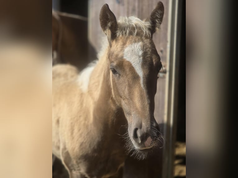 Paint Horse Jument  152 cm Palomino in Kraichtal