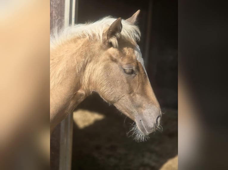 Paint Horse Jument  152 cm Palomino in Kraichtal