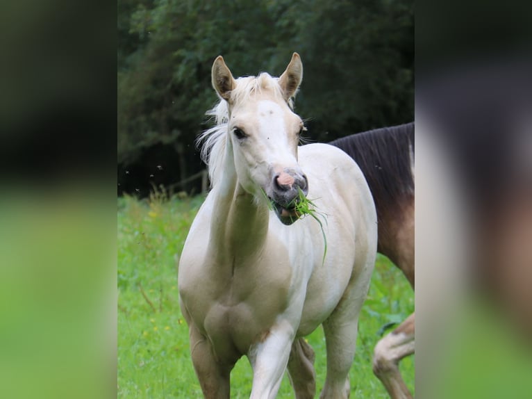 Paint Horse Jument Poulain (03/2024) 152 cm Tobiano-toutes couleurs in BERNE