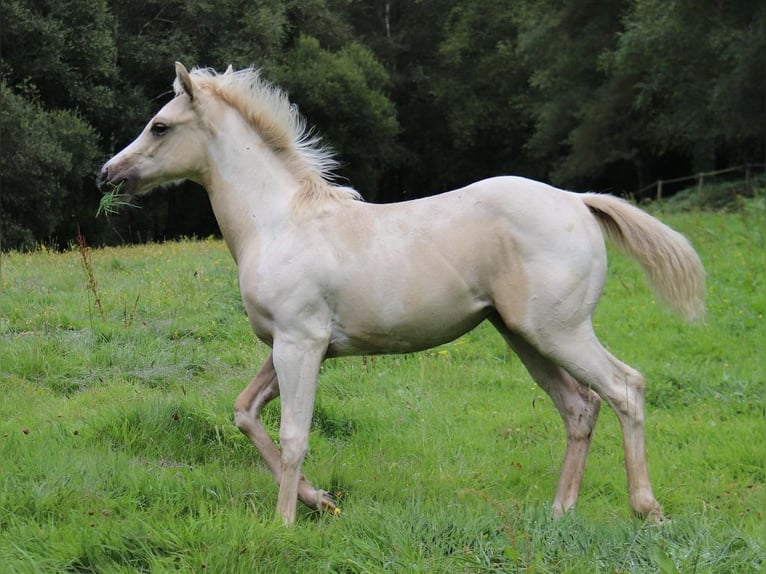 Paint Horse Jument Poulain (03/2024) 152 cm Tobiano-toutes couleurs in BERNE