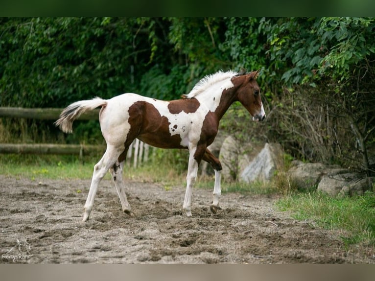 Paint Horse Jument Poulain (04/2024) 152 cm Tobiano-toutes couleurs in Danstedt