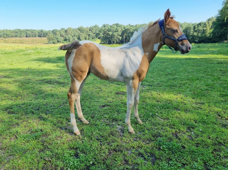 Paint Horse Jument Poulain (05/2024) 153 cm Champagne in Uelsen