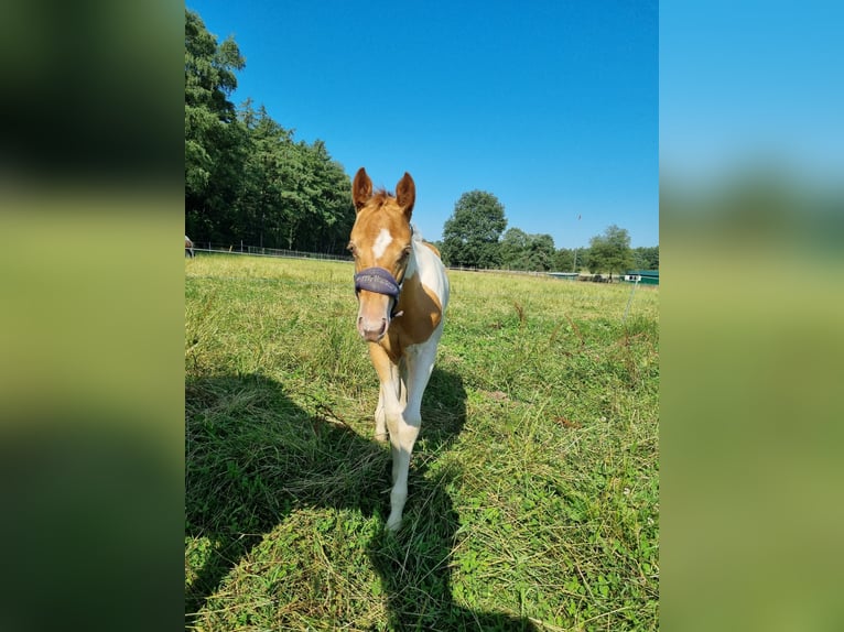 Paint Horse Jument Poulain (05/2024) 153 cm Champagne in Uelsen