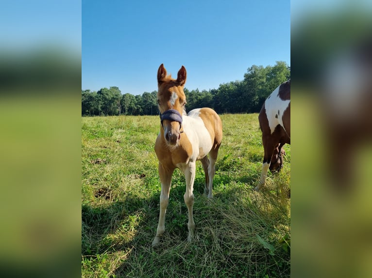 Paint Horse Jument Poulain (05/2024) 153 cm Champagne in Uelsen