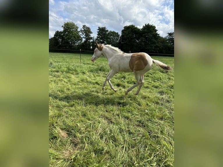 Paint Horse Jument Poulain (05/2024) 155 cm Champagne in Ottersberg