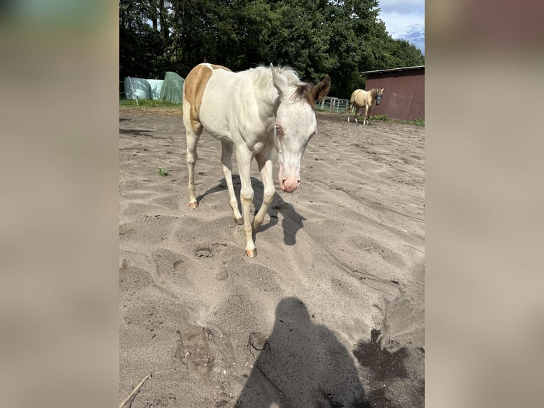 Paint Horse Jument Poulain (05/2024) 155 cm Champagne in Ottersberg