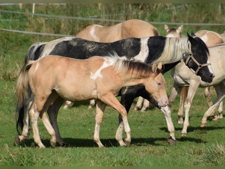 Paint Horse Jument Poulain (03/2024) 155 cm Champagne in Buchbach