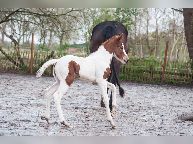 Paint Horse Jument Poulain (03/2024) 155 cm Pinto in Emlichheim